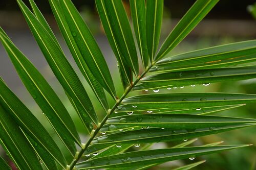 pixabay.com/gini george